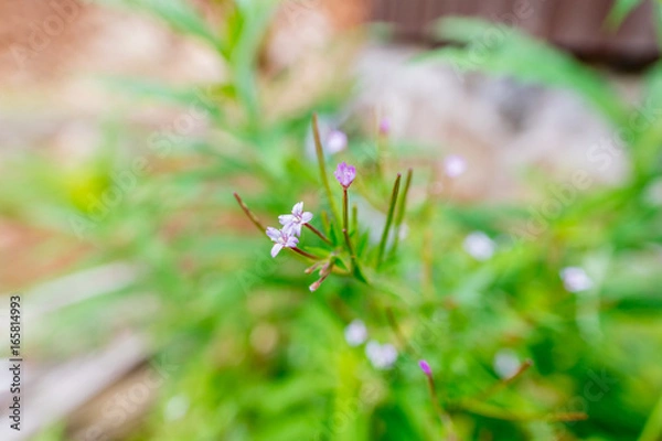Obraz Closeup of tiny purple flower