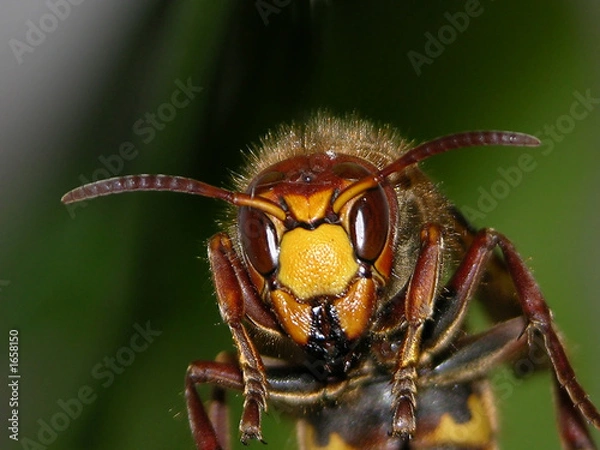 Obraz wasp head