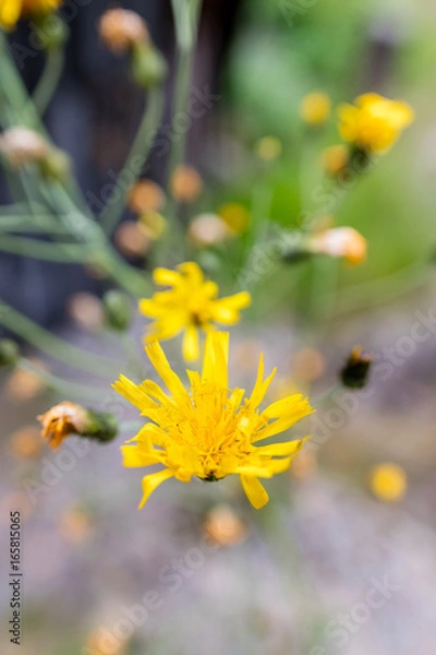 Obraz Closeup of yellow flower