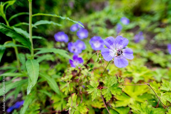 Obraz Closeup of bumblebee on violet flower