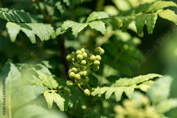 Obraz 山椒の青い実