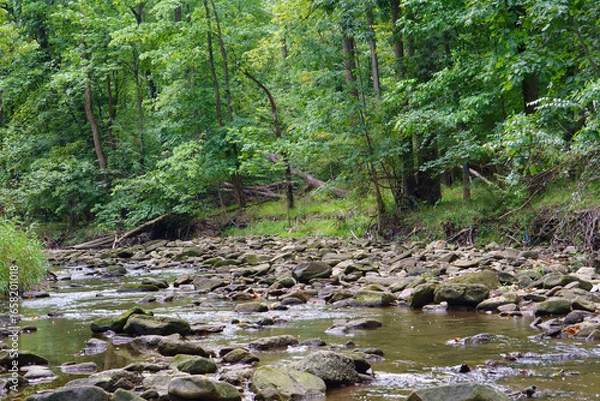 Obraz A Rocky Stream Flowing Through a Green Forest