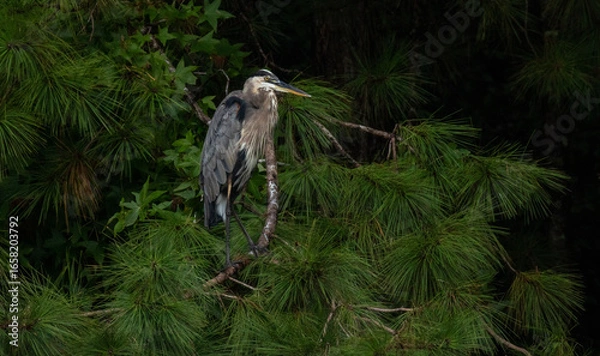 Obraz great blue heron