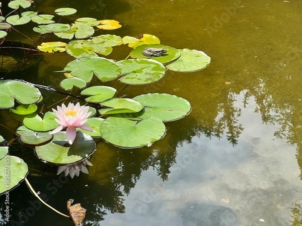 Obraz Pink water lily blooming among green lily pads on calm pond surface with reflections of trees and sky