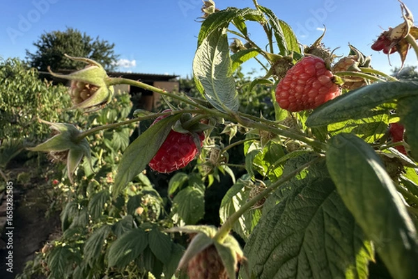 Fototapeta summer raspberry bushes with red berries