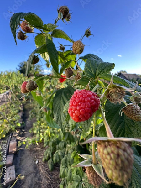 Fototapeta summer raspberry bushes with red berries