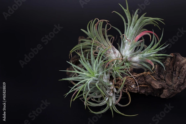 Obraz tree,isolate,nature