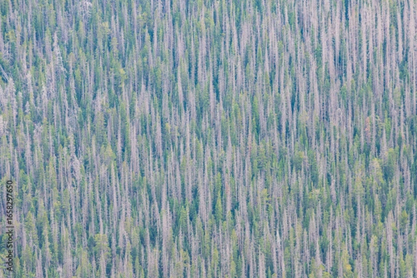 Obraz abstract photography trees 