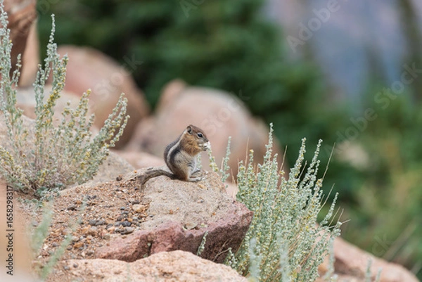 Obraz chipmunk eating flowers