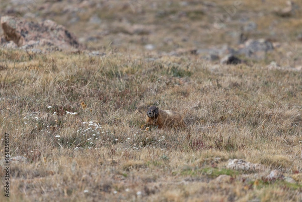 Obraz marmot in a field