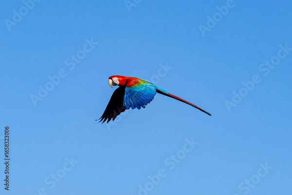 Obraz Arara-vermelha 8