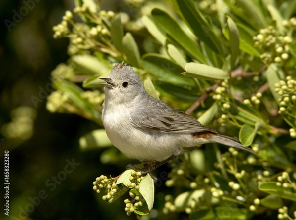 Obraz Lucy's Warbler taken in SE Arizona