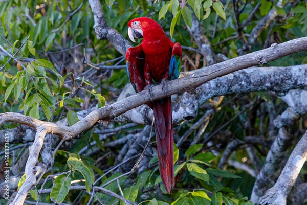 Obraz arara-vermelha 58