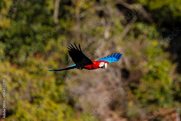 Obraz Arara-vermelha 17