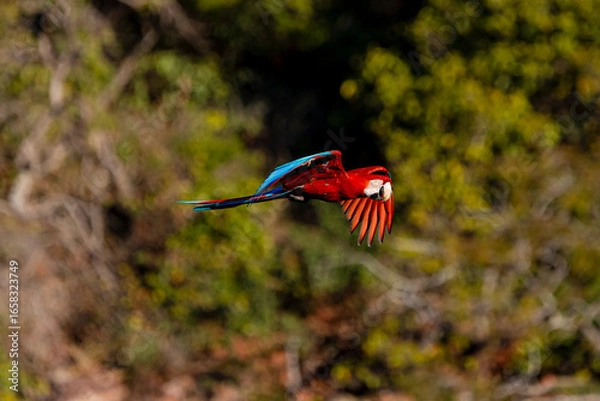 Obraz arara-vermelha 53