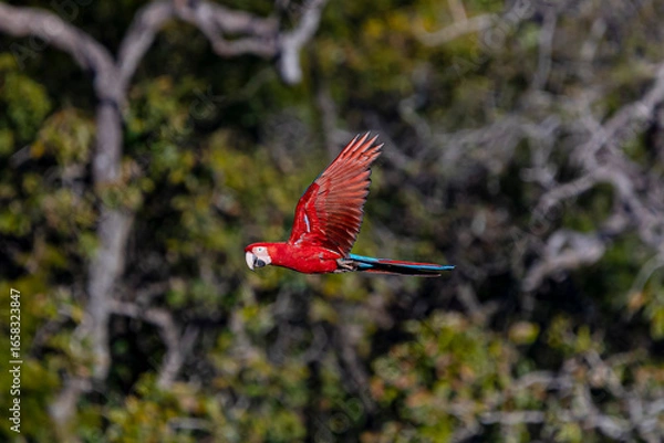 Obraz Arara-vermelha 41