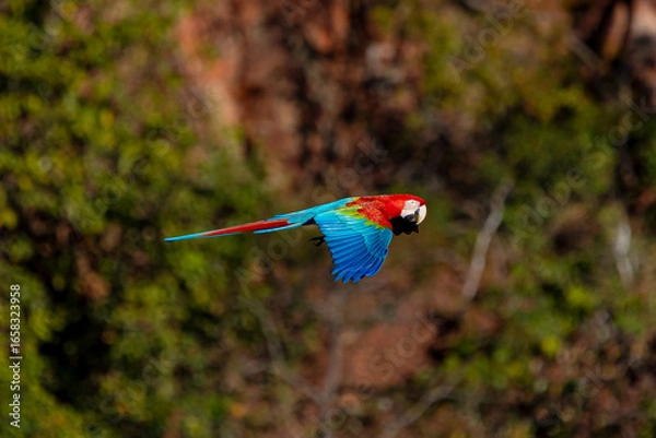 Obraz Arara-vermelha 32