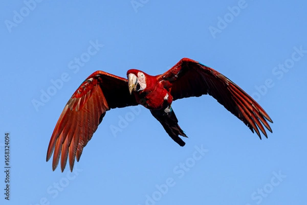 Obraz Arara-vermelha 23