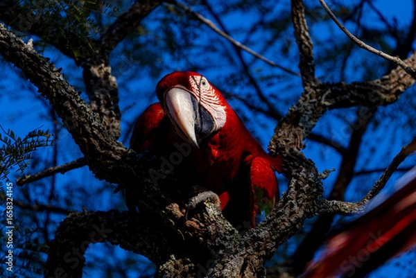 Obraz Arara-vermelha 39