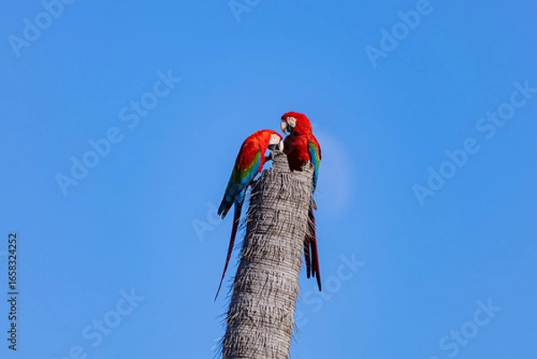 Obraz Araras-vermelha 5