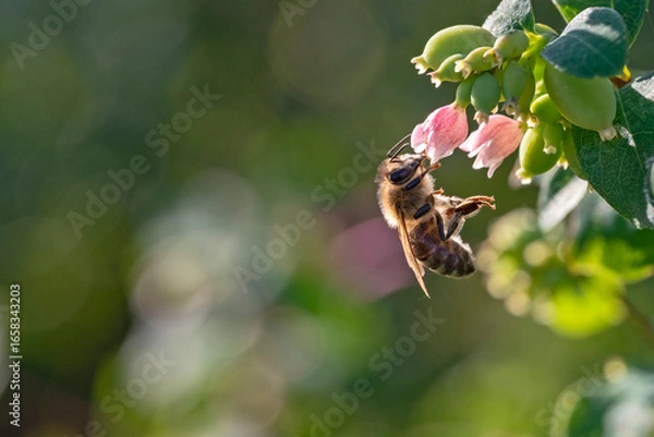 Obraz Honigbiene bei der Arbeit