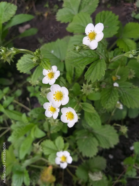 Fototapeta A strawberry bush with green leaves and white flowers growing in soil during spring, no berries yet.