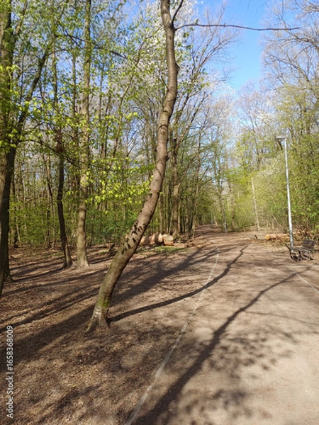 Fototapeta A spring park with a pathway, benches, lanterns, and trees with fresh green leaves. A woodpecker is perched on one of the trees.