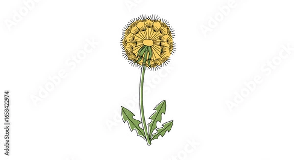Fototapeta Illustration of a dandelion with a yellow flower head and green stem and leaves on a white background on transparent background