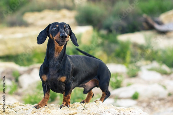 Fototapeta portrait of a dog (puppy), breed dachshund black and tan, stand on a stone against a background of green hills