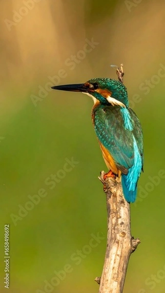 Obraz Kingfisher perched on branch (5)