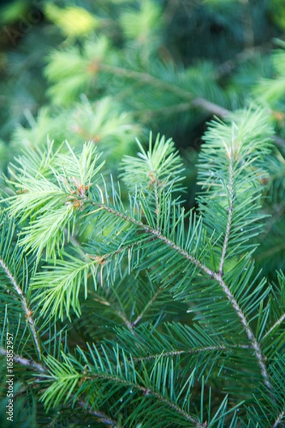 Fototapeta Fresh needles grown on the tips of a fir branch