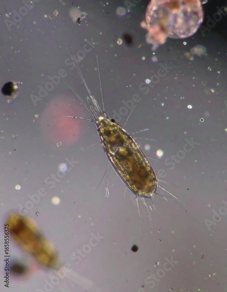 Fototapeta Microscopic Zooplankton