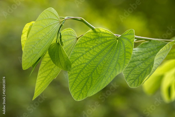 Fototapeta Closeup of green leafs in the summer in Miami in a selective focus, Florida