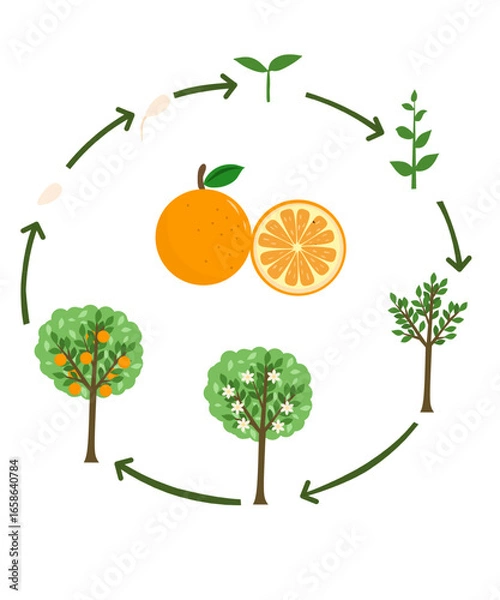 Fototapeta Circular Orange Life Cycle Diagram for Science Education