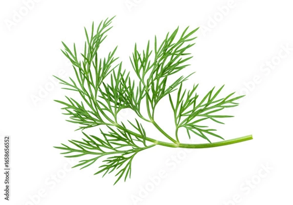 Fototapeta A vibrant green sprig of fresh dill with delicate leaves, unblemished, isolated on a pristine transparent background, high key studio macro overhead shot, concept of fresh culinary ingredient
