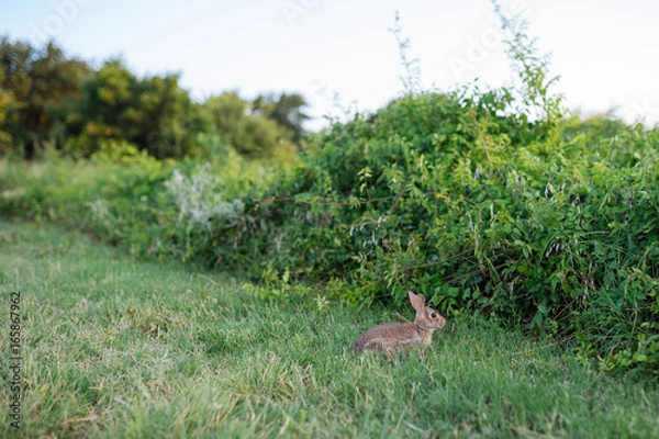 Fototapeta Rabbit on the path in the park