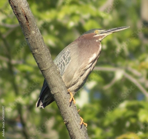 Obraz Green Heron Perching on Branch