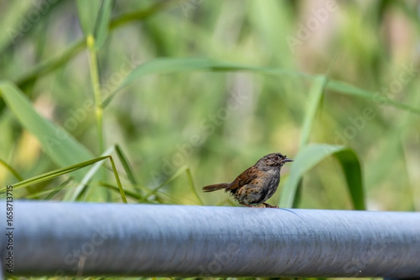 Fototapeta Dunnock (Prunella modularis) commonly found in woodlands parks and gardens across Europe