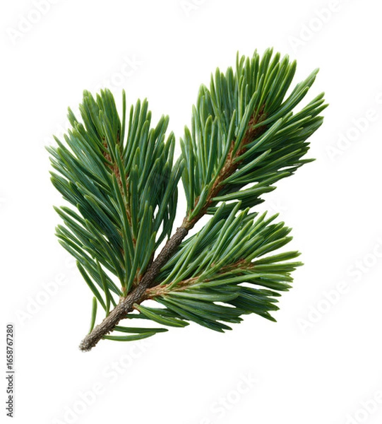 Obraz Close-up of a fresh pine branch with vibrant green needles.  Two sprigs radiate from a central stem, showcasing the delicate structure of the evergreen foliage