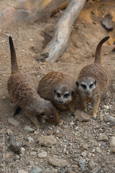 Fototapeta A meerkat family, with a tiny pup nestled between two adults, sits together on rocky ground.