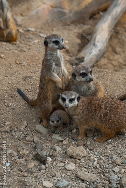 Fototapeta A meerkat family gathers on rocky ground, one stands sentinel while another looks at the camera, protecting a tiny pup.
