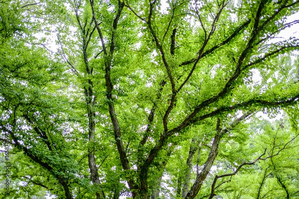 Fototapeta Summer Tree Foliage