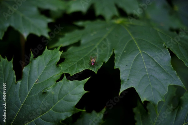 Fototapeta Fly on Leaf