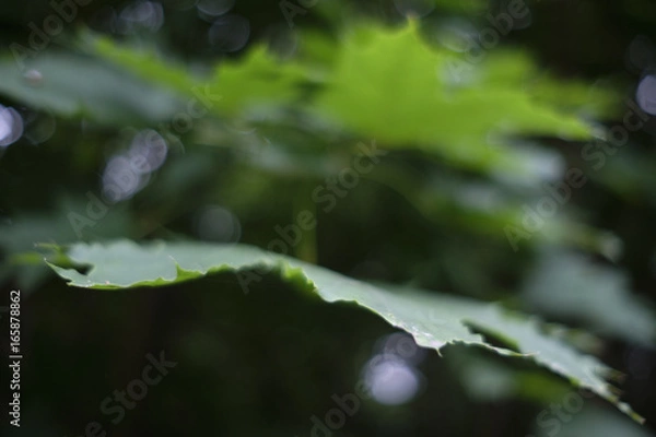 Fototapeta Green Leaf Edge