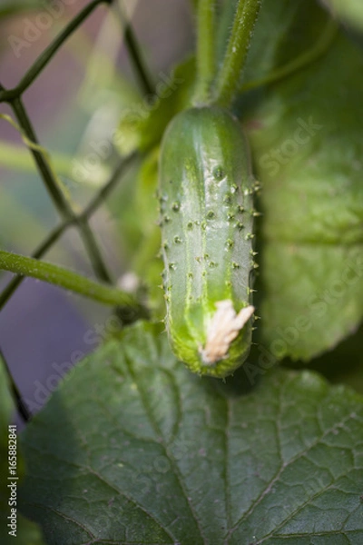 Fototapeta Fresh cumbers. Picking cucumbers from the garden. Pallets of cucumbers on the plant