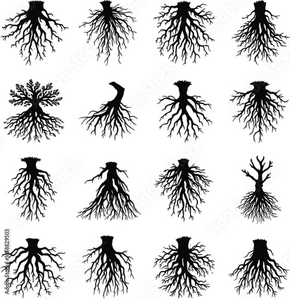 Fototapeta A collection of sixteen different tree root silhouettes in a grid pattern on a white background