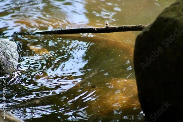 Fototapeta Tranquil River Moment With Reflections of Nature, Showcasing Wildlife and Serene Water Surroundings Amid a Calm Environment