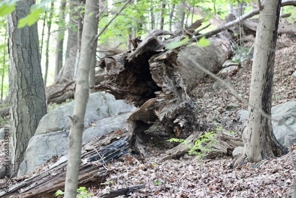 Obraz Mysterious Forest Scene Showcasing a Decaying Log Surrounded by Vibrant Green Vegetation and Rocky Terrain in a Serene Woodland Setting