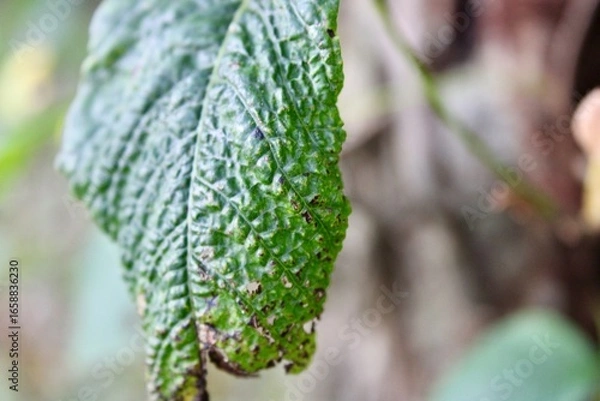 Fototapeta Detailed Close-Up of a Textured Green Leaf Showcasing Natural Patterns and Vibrant Color in a Lush Environment During Daylight