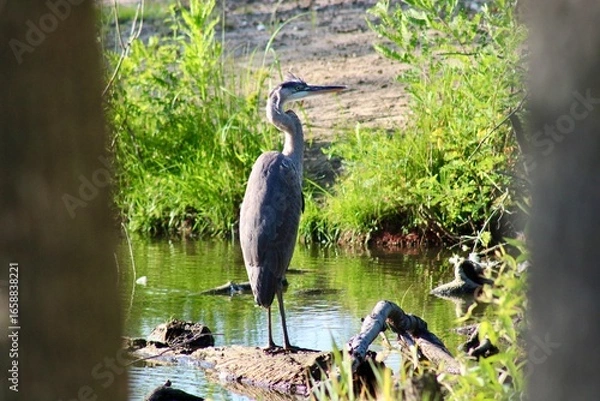 Fototapeta Majestic Heron Standing Near Tranquil Waters Surrounded by Lush Green Vegetation on a Sunny Day in a Serene Natural HabitatMajestic Heron Standing Near Tranquil Waters Surrounded by Lush Green Vegetat